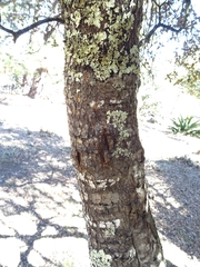 Quercus miquihuanensis