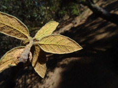 Quercus miquihuanensis