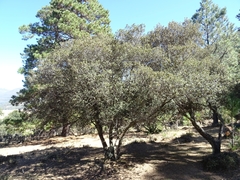 Quercus miquihuanensis