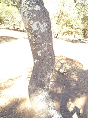 Quercus crassipes