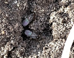 Lasius minutus