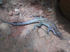 Ameiva praesignis