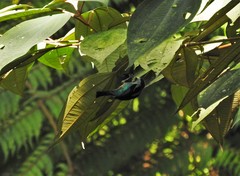 Tangara labradorides