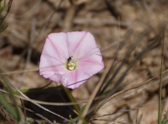 Convolvulus angustissimus