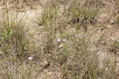 Convolvulus angustissimus