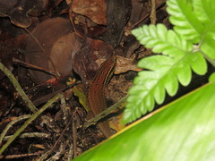 Eutropis rugifera