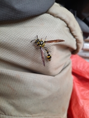 Phimenes flavopictus flavopictus