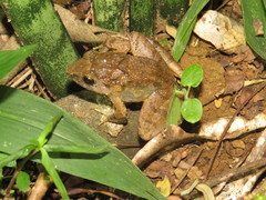 Limnonectes microdiscus