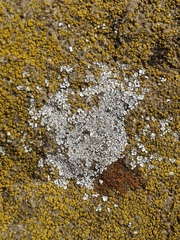 Acarospora americana