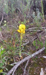 Ornithogalum dubium