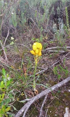 Ornithogalum dubium