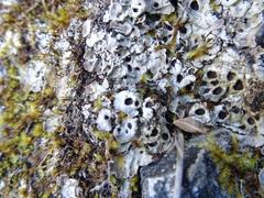 Solorina saccata