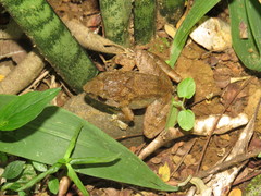 Limnonectes microdiscus
