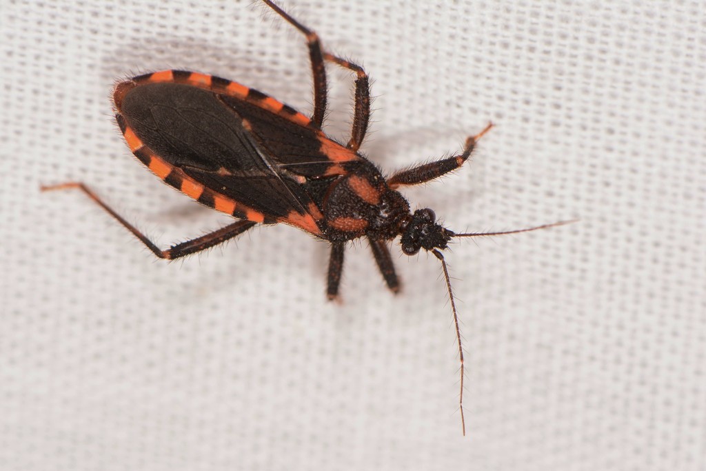 Homalocoris