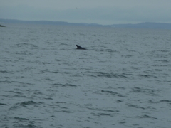 Delphinoidea
