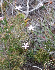 Dianthus albens