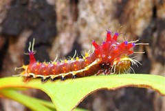 Opodiphthera eucalypti