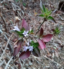 Ruellieae