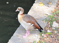 Alopochen aegyptiaca