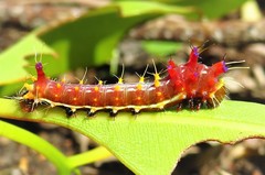 Opodiphthera eucalypti