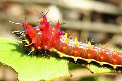Opodiphthera eucalypti