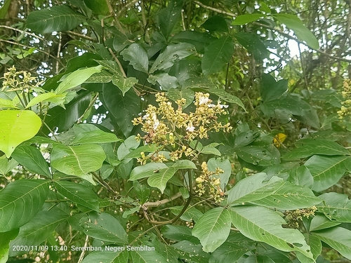 Image of Vitex pinnata by (c) Ong Jyh Seng, some rights reserved (CC BY-SA)
