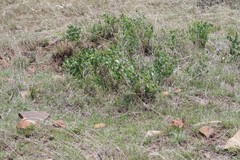 Erythrina acanthocarpa
