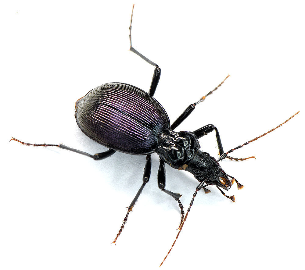 Angular Snail-eating Beetle