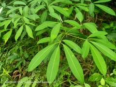 Alstonia