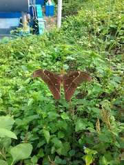 Attacus caesar