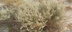 Caroxylon imbricatum