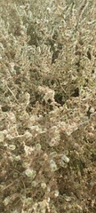 Caroxylon imbricatum