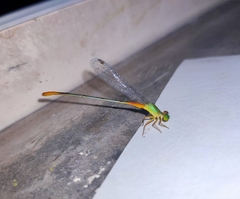 Ceriagrion cerinorubellum