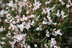 Aspalathus submissa