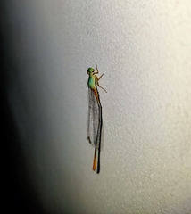 Ceriagrion cerinorubellum