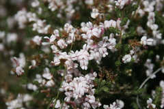Aspalathus submissa