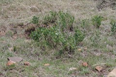 Erythrina acanthocarpa