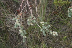 Clutia tomentosa
