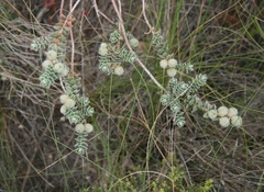 Clutia tomentosa