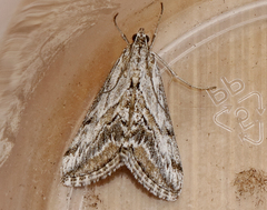 Evergestis simulatilis