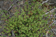Hermannia sp11