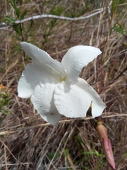 Pachypodium decaryi image