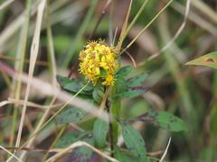 Solidago virgaurea asiatica