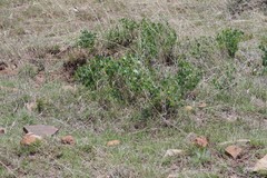 Erythrina acanthocarpa