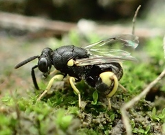 Brachymeria tibialis