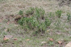 Erythrina acanthocarpa