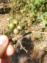 Bursera copallifera