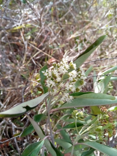 Nuxia oppositifolia image