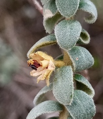 Clutia tomentosa