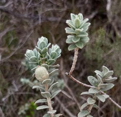 Clutia tomentosa